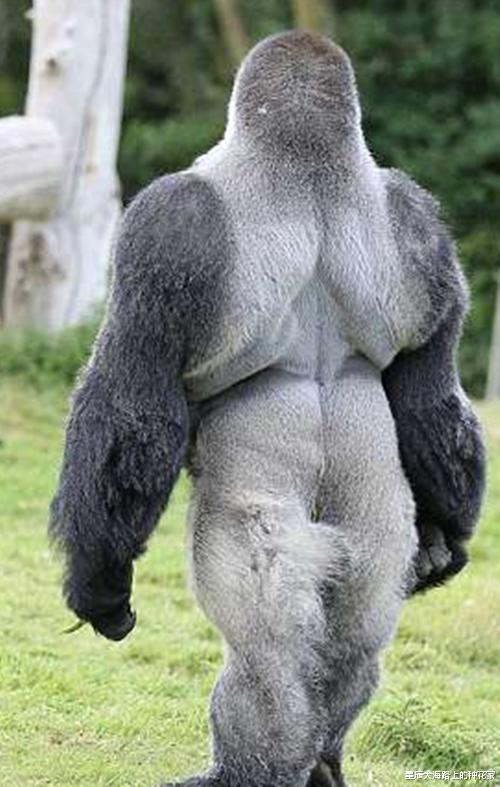 「老虎」王者对决：银背大猩猩遇到老虎！结果会怎样？