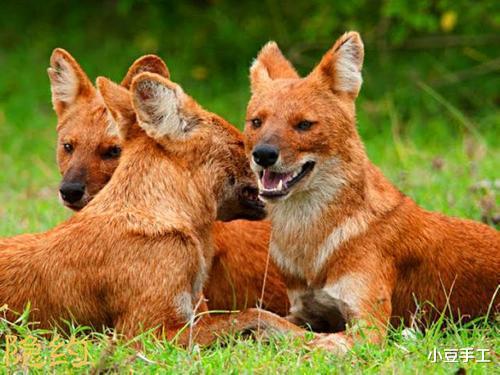 野猪|小时候常听的神秘豺狗,到底是什么动物,你被大人用豺狗吓唬过吗