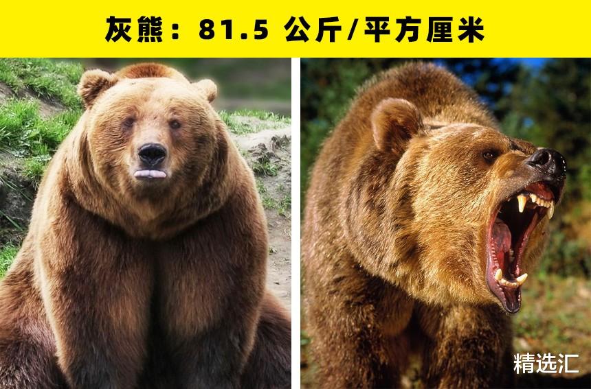 鳄鱼|动物咬合力哪家强?盘点世界上咬合力最强的16种动物