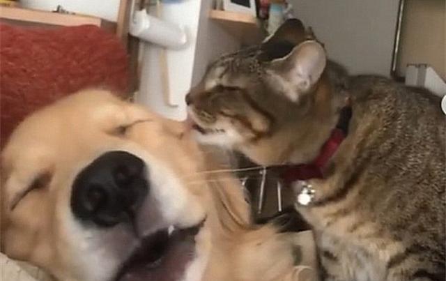 金毛贪睡谁都叫不醒，但狸花猫却可以，巧施奇招令狗狗乖乖起床