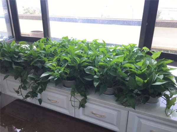 |刚装修好的房子怎么去除甲醛？别拿自己身体开玩笑