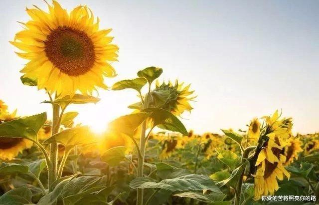 生肖|未来15天，好事躲不掉，4生肖喜扎堆，财扎堆，事业更上一层楼！