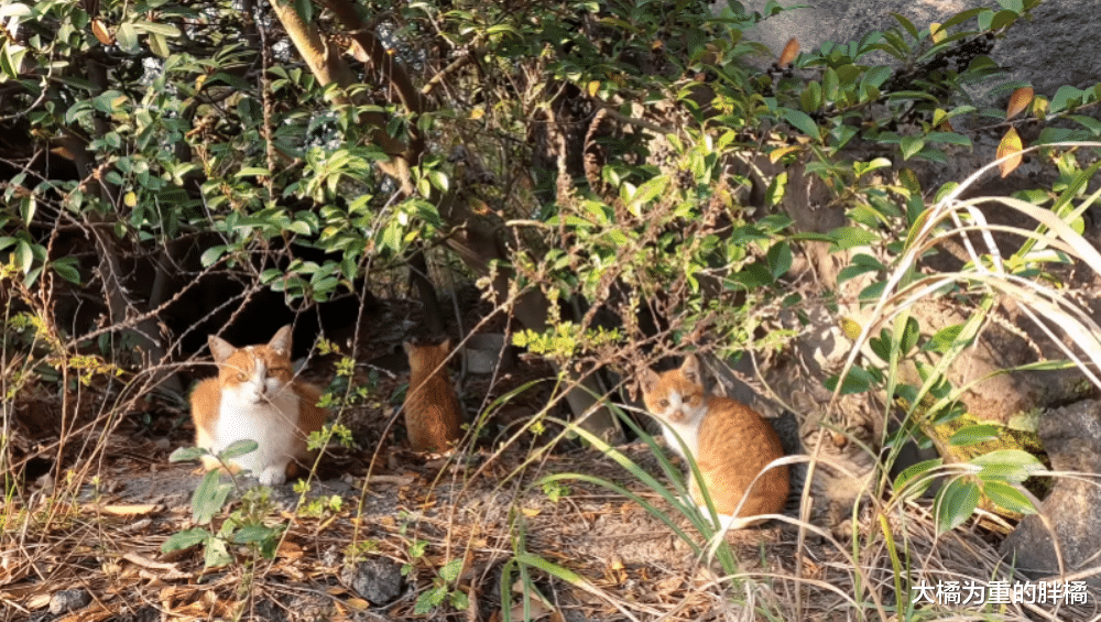 爬山时偶遇一窝流浪猫，大叔本想顺走小麻猫，下山后却被猫妈阻拦