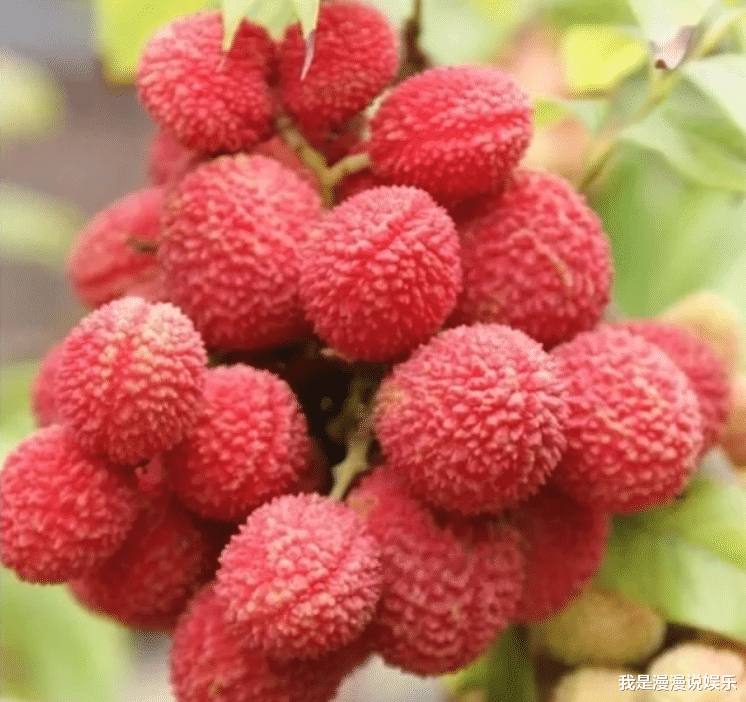 汪涵：汪涵与海口市长直播带货荔枝，全程光吃不说话，网友：真是高情商