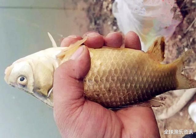 『空军』夏钓空军的三个原因，老钓友都知道策略，新手：这还要对症下药？