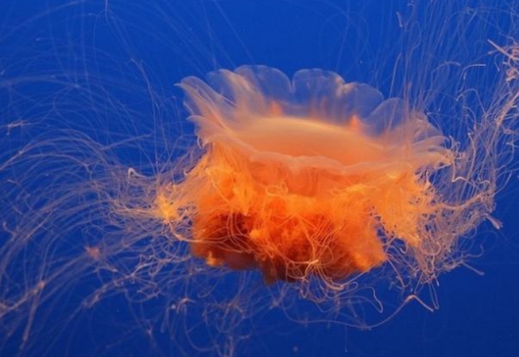 水母|巨型水母拖翻渔船，还入侵核电站，它们是什么来头？