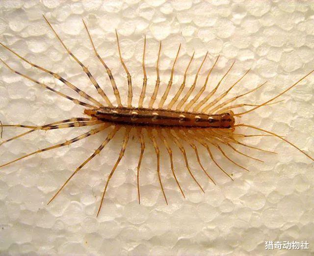 蜈蚣|我们最常见的百足虫是哪一种？它有什么危害？