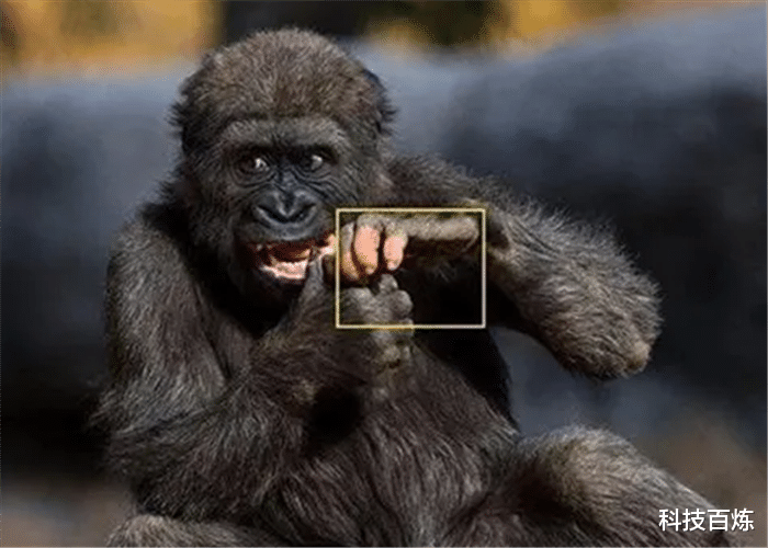 黑猩猩|美国发现一只和人类手指相同的黑猩猩，它要进化成人类吗？