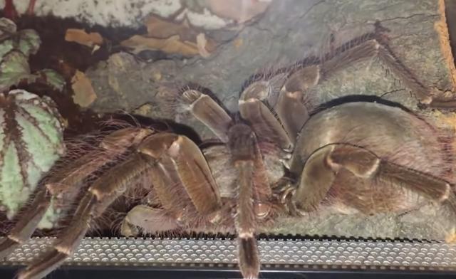 「蜘蛛」生物学家在亚马逊发现世界最大蜘蛛，体型如小狗大小，超过30公分