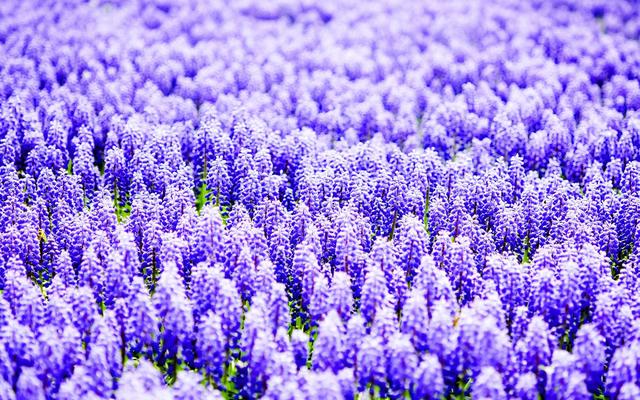 「大旺」内心多疑，不适合交心的4星座，戒备心很强