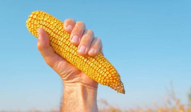 「拍卖」临储拍卖落空、高速收费，玉米价格再上涨，农民高兴吗？