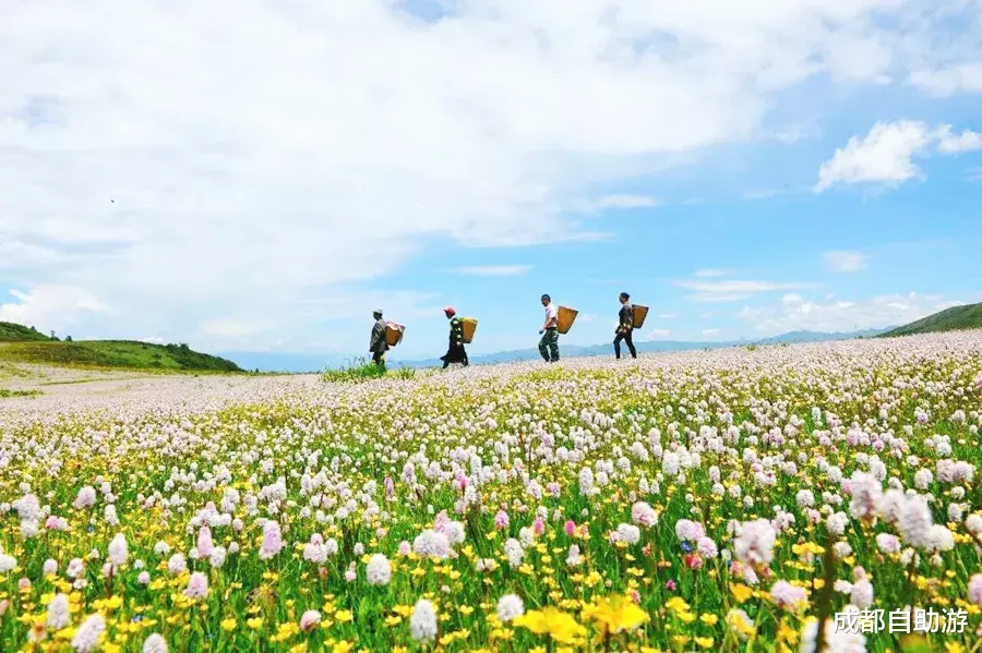 『川西』不输俄么塘！川西又一冷门万亩花海开放，不收门票，赏花观云还不打挤
