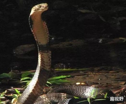 月球|陆地最为凶猛的毒蛇，传见人不但不跑，还会主动攻击人类