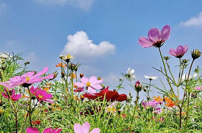 种植帮 象征着藏族文化的花朵—格桑花，寄托了藏族人民的美好情感