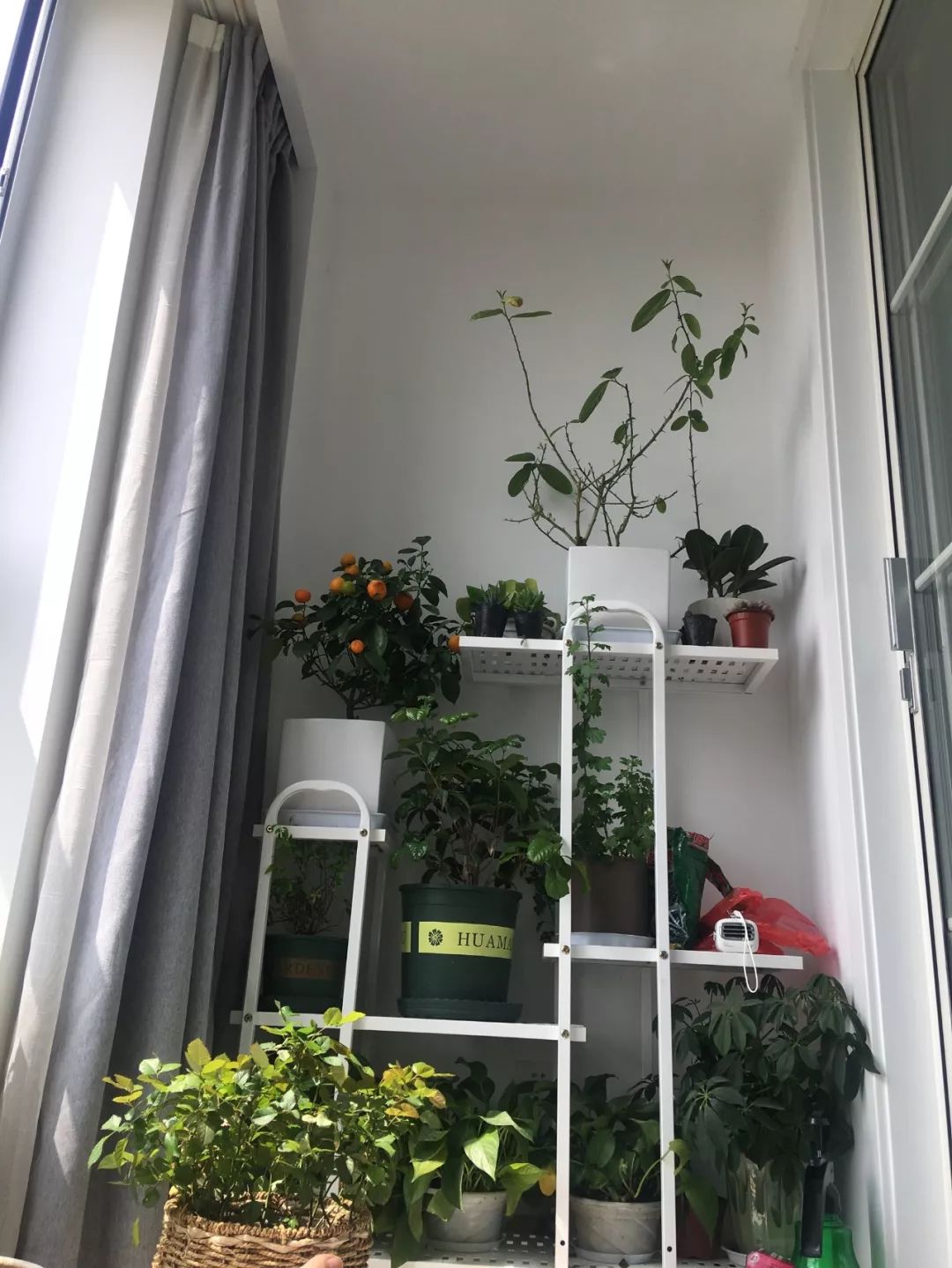 绿植怎么种更美？多种几盆，摆上架子，美出天际！