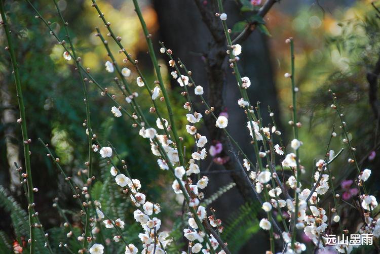 远山墨雨 阳光正好、花儿正开，去昆明黑龙潭公园 “龙泉探梅”，正当时