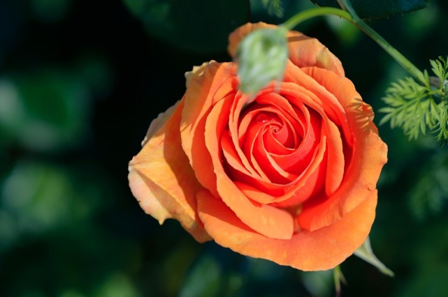 双子座|容貌不够，气质、情调来凑，很容易受到异性表白的星座女