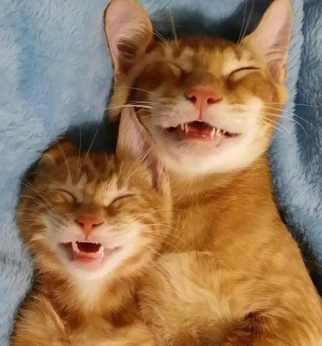 都睏成这样啦，天知道我家猫刚刚经历了什么！