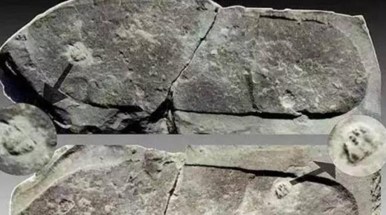 「科学家」科学家发现了数亿年前不该有的东西，人类是否需要开始警惕了！