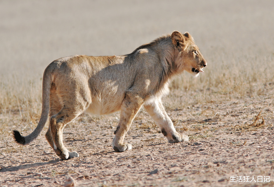 海狗|沙漠中的猎物匮乏时,徘徊在骷髅海岸的沙漠狮,靠吃海狗维持生计