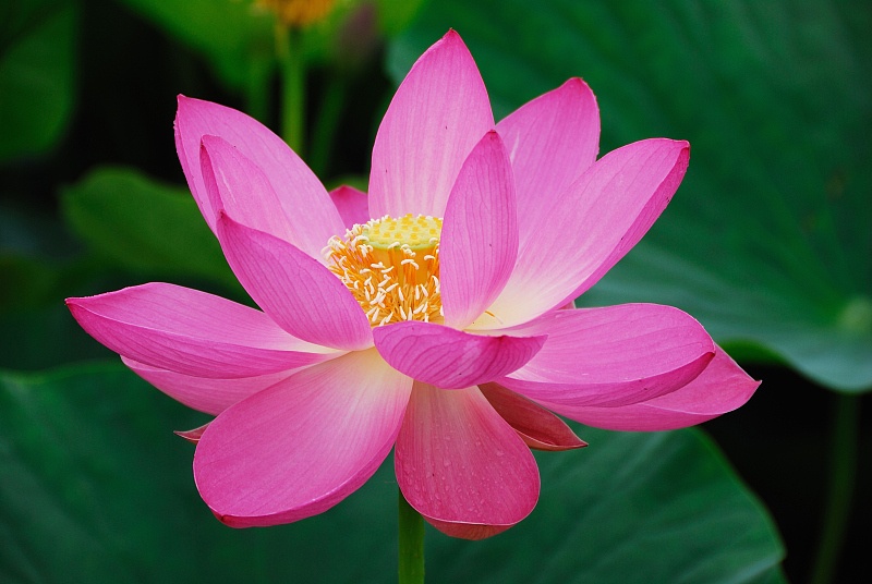 运势|生肖狗：8月中旬成功转运，大运加身，脱离苦海，财运全线飘红