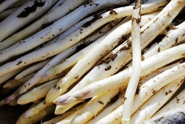 芦笋|它是“世界十大名菜”之一,在国外很受追捧,可惜一见光就不值钱