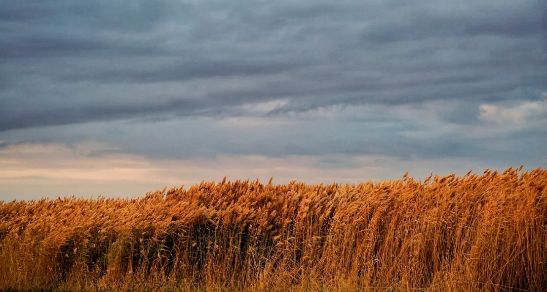 额济纳|忽然,想去额济纳了