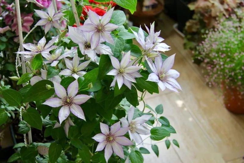 @7㎡迷你“阳台造园”：小阳台这样布置，也能美成的花园