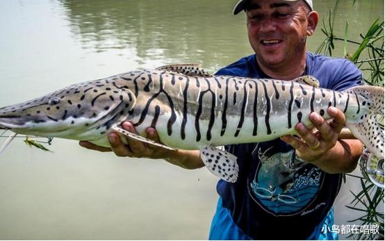 土豆|越南出现1米大虾！求中国吃货帮忙解决，但这次我们选择拒绝