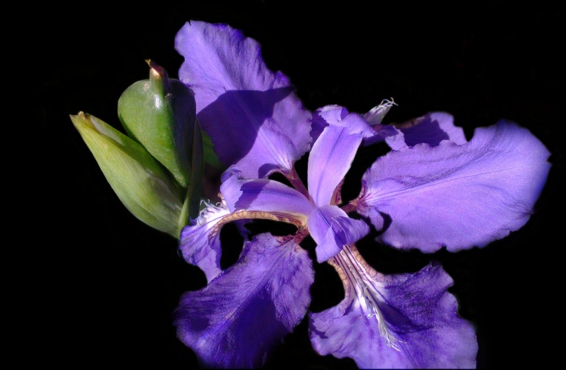 生肖：7月，月老传情相思不可说，爱情明媚如初，将再续前缘的四大生肖