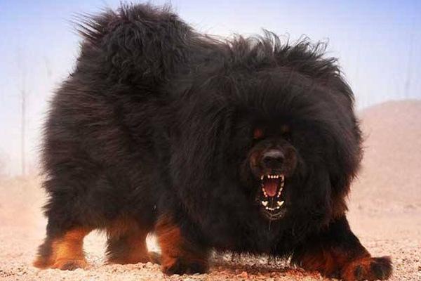 地球上10大猛犬，西藏獒犬和比特犬均上榜，哪种犬最凶猛？
