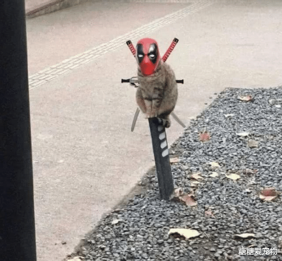 猫咪蹲路边思考猫生，结果却被网友们玩坏了，猫：呵，人类啊