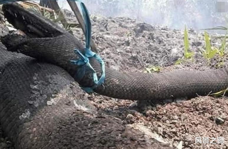 #印度尼西亚#身长10米的巨蟒在印尼大火中被烧焦,死前太过痛苦张大了嘴巴