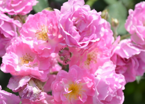 运势@6月运势逆袭，4属相财源滚滚，大喜不断，钞票堆成山，过上好日子