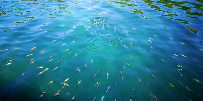 浮潜|越南：投入大海的怀抱