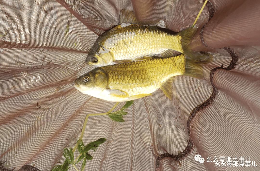 『』北京山中野钓爆护，全是大板鲫！入夏后想过瘾饵料和天气缺一不可