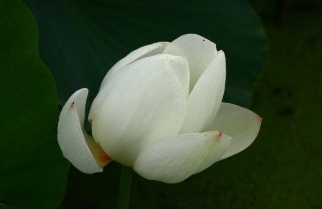 运势:7月开始横财运大旺,事业节节高升,操心日子已过去的四大属相