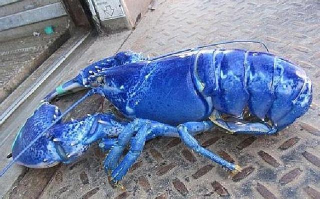 食材|全世界zui顶级的食材合集，你吃过几种，我竟然就吃过一种？