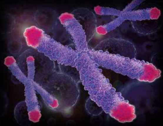 科学家|人类为什么无法实现长生不老?科学家研究发现是它在捣乱