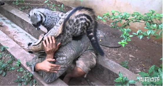 澳洲|澳洲最凶残的动物,当地人称“恶魔”,直接导致27种动物灭绝