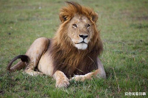 非洲|盘点非洲最危险的10种动物，千万别招惹