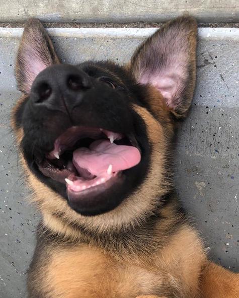 德牧警犬竟有两副面孔！它冷酷严肃的背后，有鲜为人知的一面……