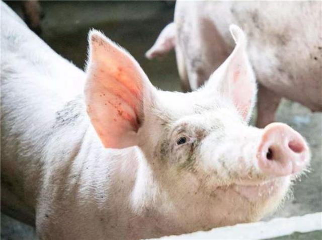 小志的历史观点|弟弟把结婚彩礼钱借给哥哥养猪，今哥哥赚2千亿，弟弟却是普通人