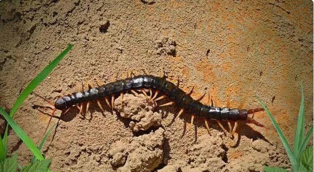 蜈蚣|奇特的天敌关系,渺小的蚂蚁是蜈蚣的天敌,也是最大的敌人之一