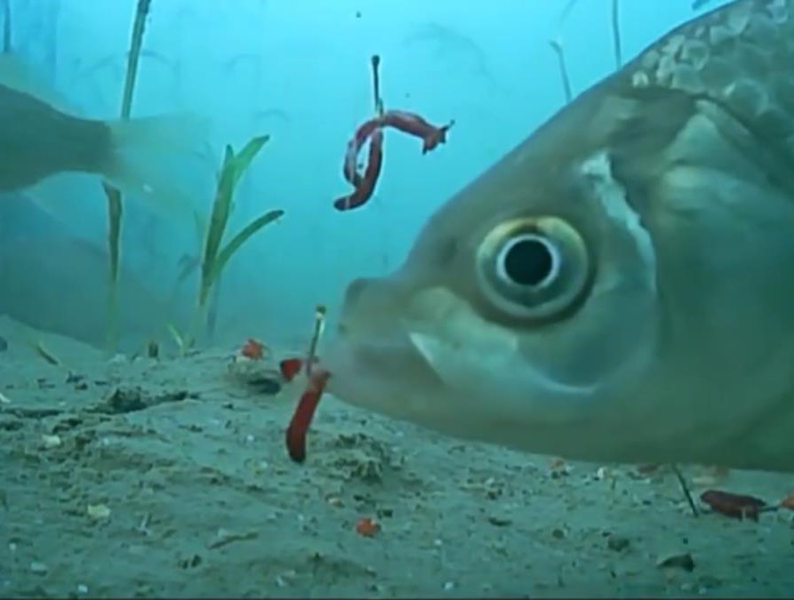 ▲周目来到野外垂钓，顺便测试一下我最近刚购买的这套高清红外夜视水下可视探鱼器