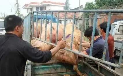 「生猪价格」够狠！又是\一地猪毛\，究竟咋回事？