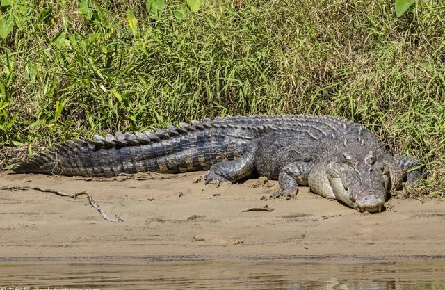 袋鼠|世界之最——动物之最（2）