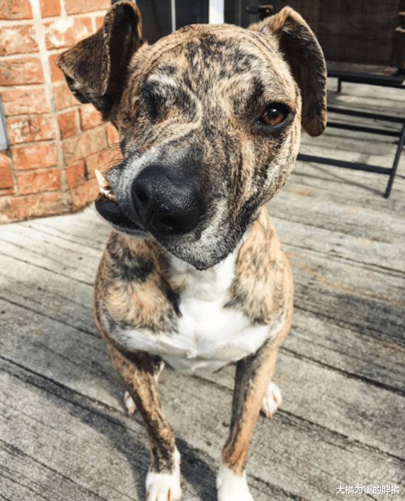 因医疗费昂贵，被人打伤的狗狗将被安乐死，兽医收养它后也想放弃