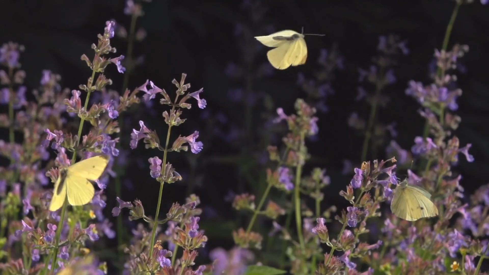 「白羊座」农历这几月份出生的人, 从不德高望重,半个月内,踏入成功之路