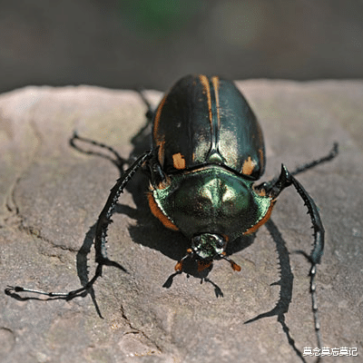 |只要你看到这种虫子，就对于赚了20万元，极为稀少的甲壳虫